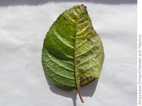 Что с листьями вишен и черешен в июле