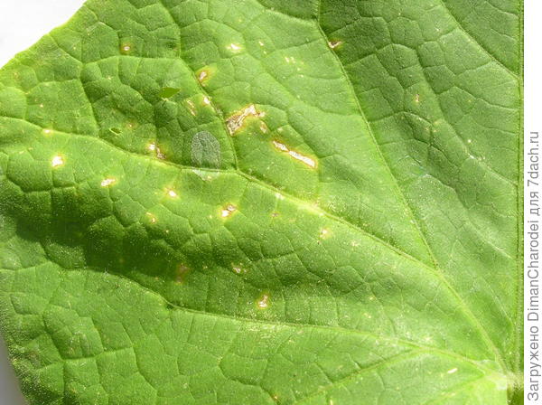 Болезнь огурцов