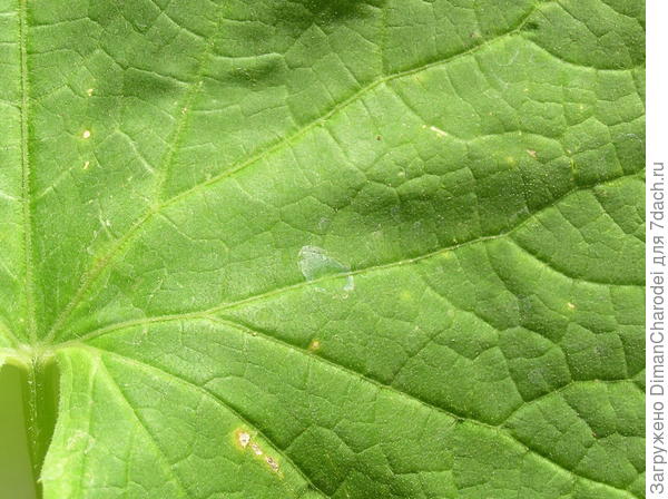 Болезнь огурцов