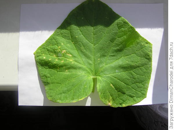 Болезнь огурцов