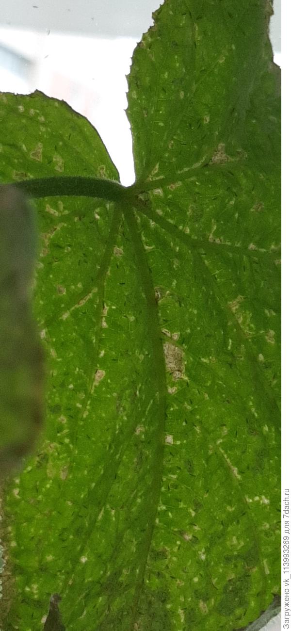 При увеличении, на верхних незасохших листиках. Паутины нет вроде