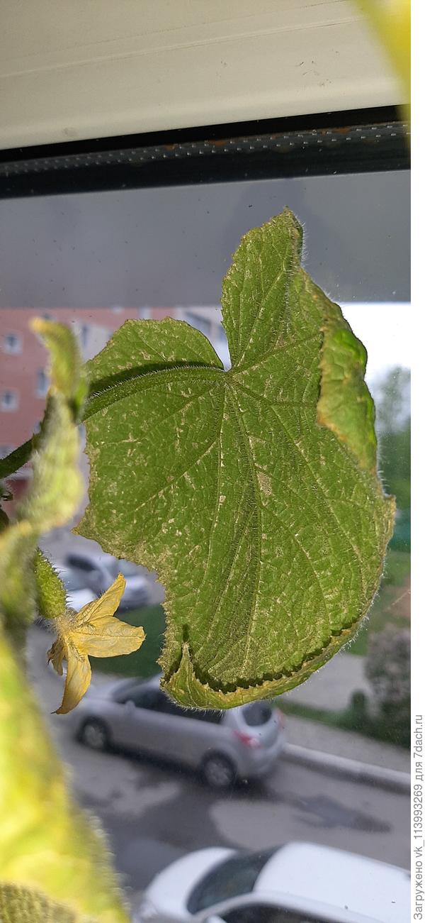 Жучки на окне в виде точек, светлокоричневые