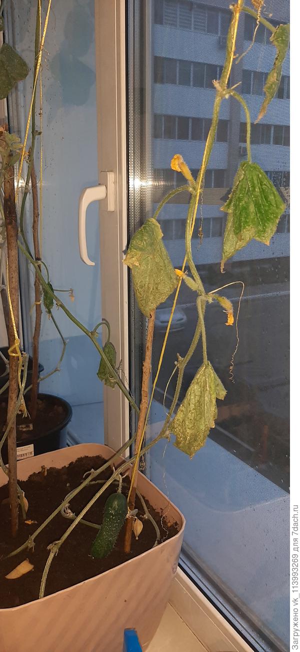 После соды часа через 2, листики, как шторки висят