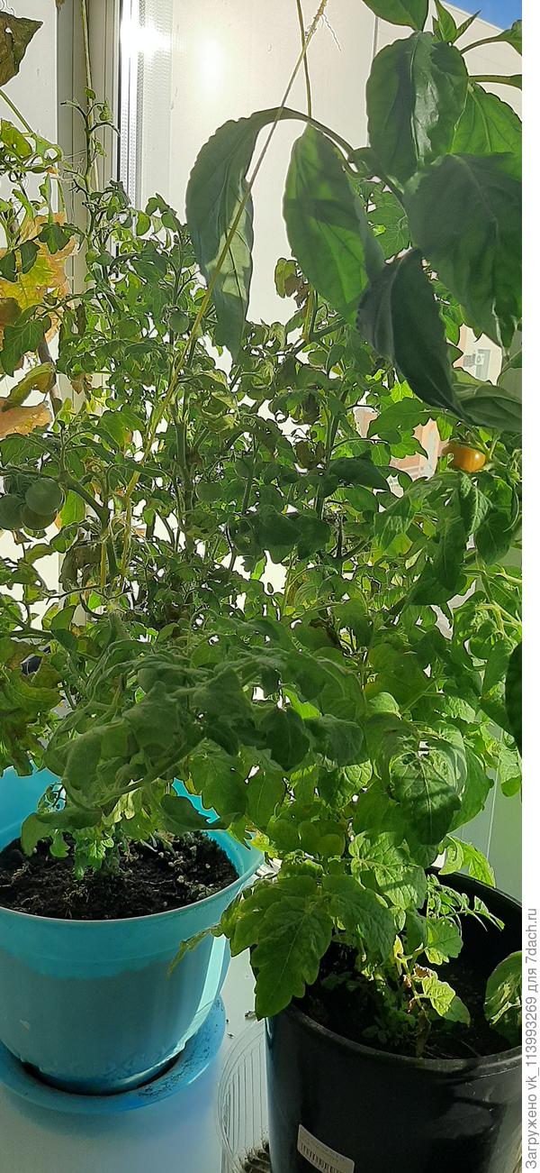 Другие кусты помидорок