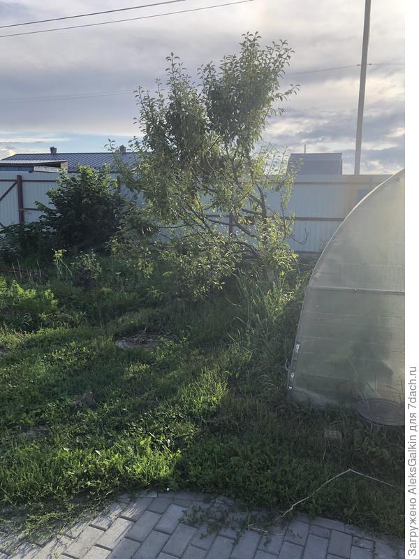 Груша однобокая