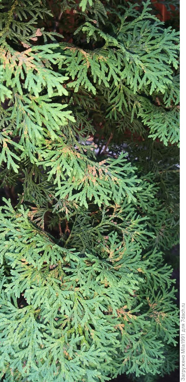 Коричневые пятна