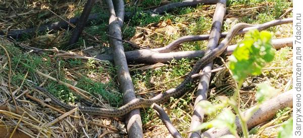 В полный рост выглядит так