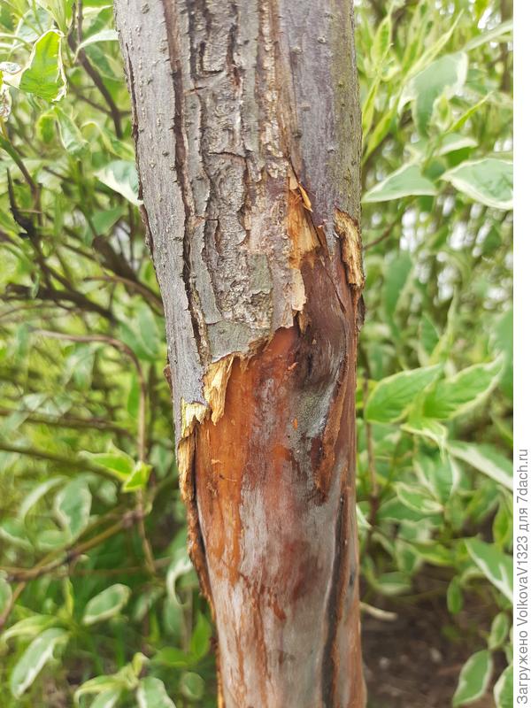 Если присмотреться, маленькие оранжевые