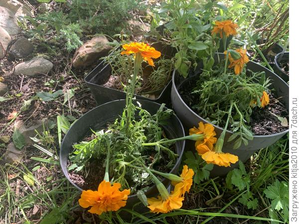 Оба кустика