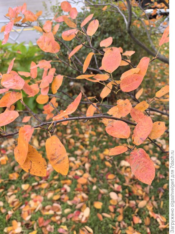 листочки поближе