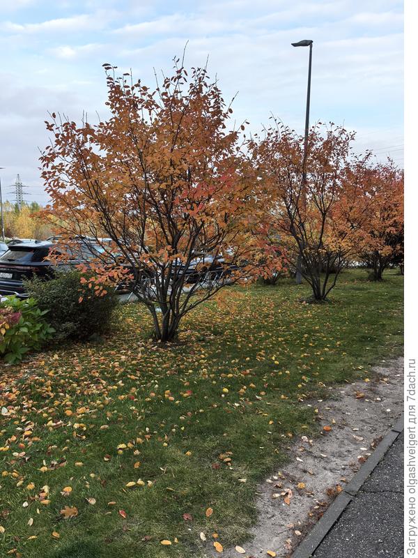 эти же деревья в ряд