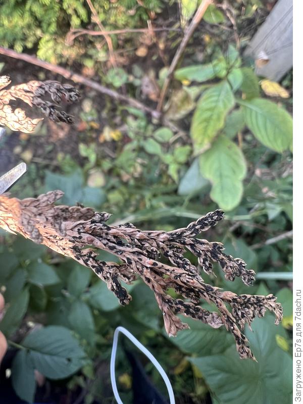 Нашла еще такую ветку на туи…