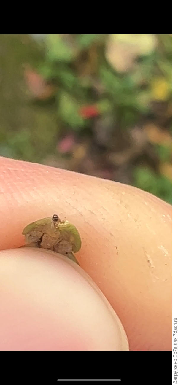 Гусеница , к сожалению не дает загрузить видео …( черная торчащая головка )