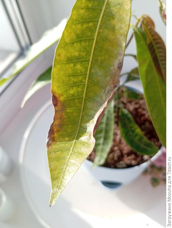 Листик вянет еще больше