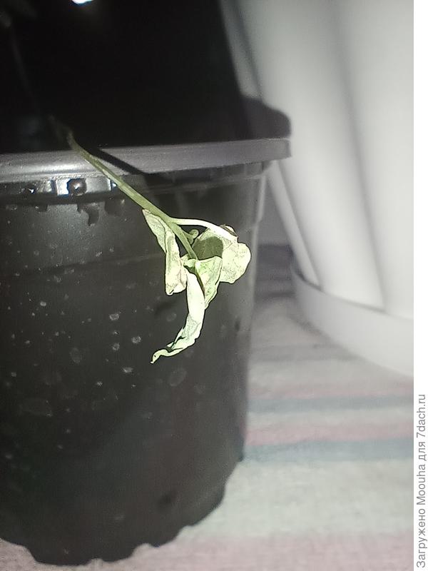 Вянущие листья