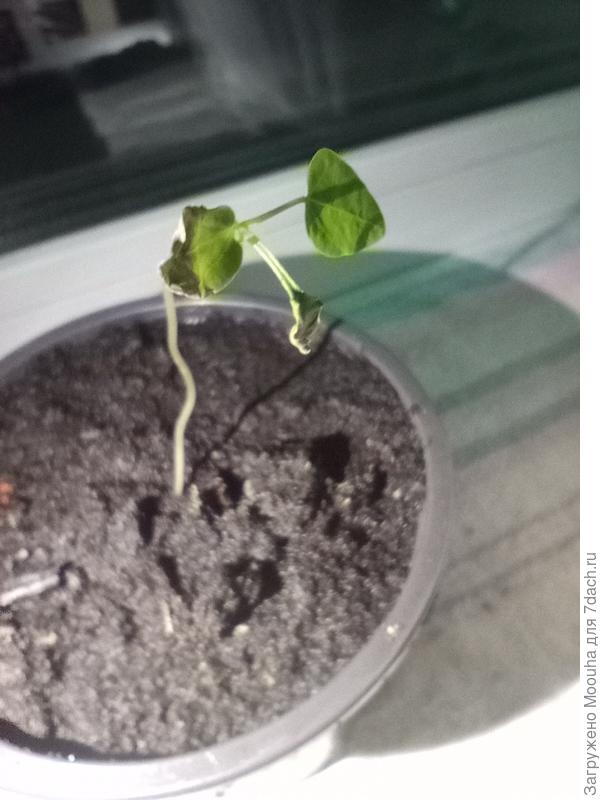 Вянущие листья стоящей папайи