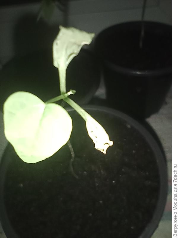 Вянущик листья