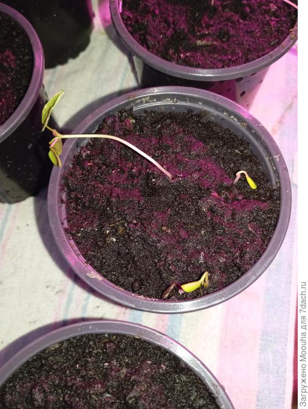 Папайя с двумя ростками