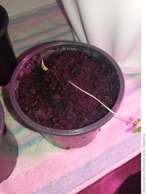 Упавшая папайя с одним ростком