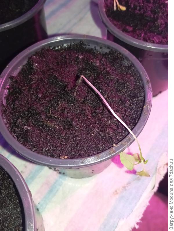 Упавшая папайя без ростков