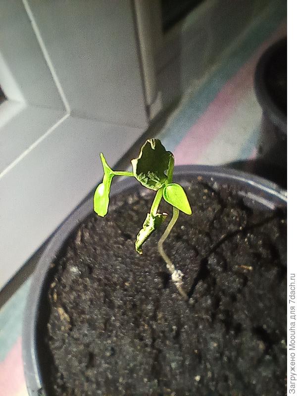 Еще вянущие листья