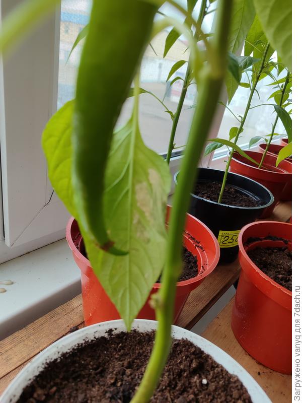 Болезнь перца