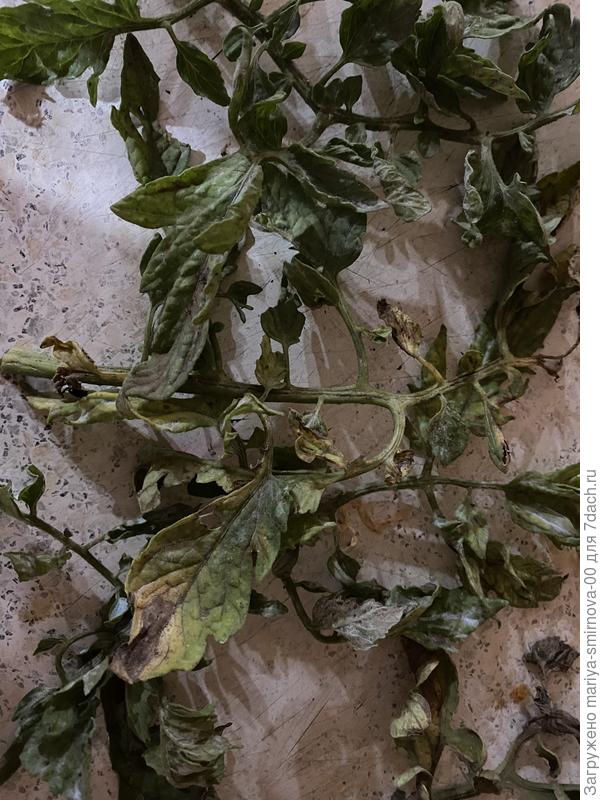 Чем обработать какой вредитель их ест