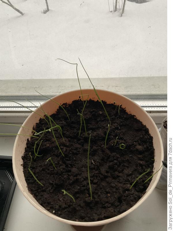 На фото пачки с семенами лук погуще🙂