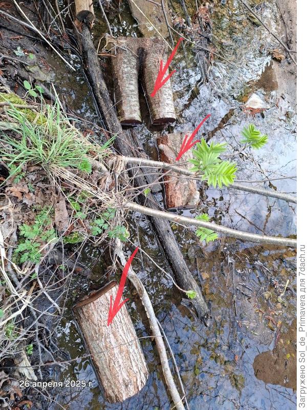 Чурбаки отмокают