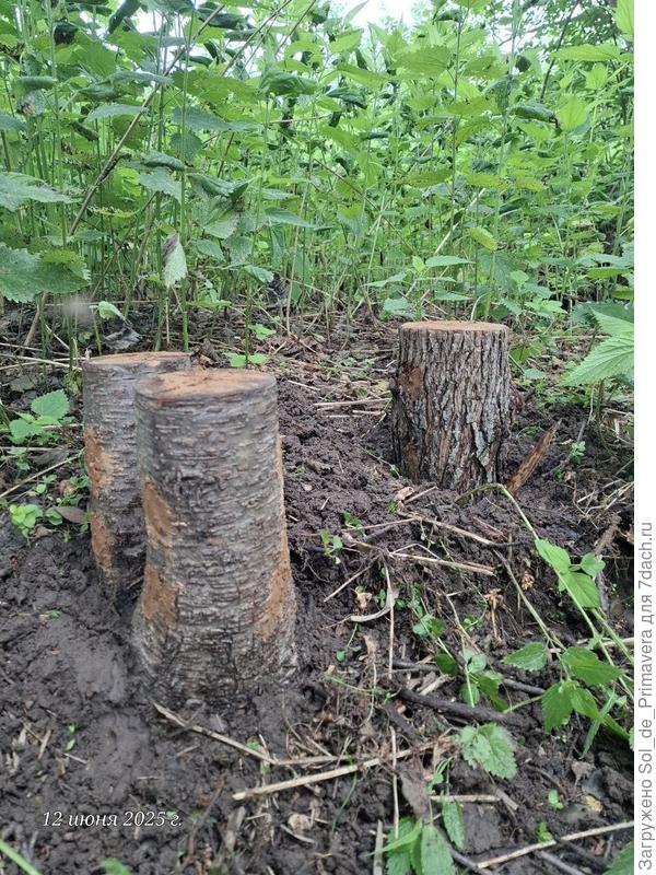 Прикопала чурбаки в сыром прохладном месте.