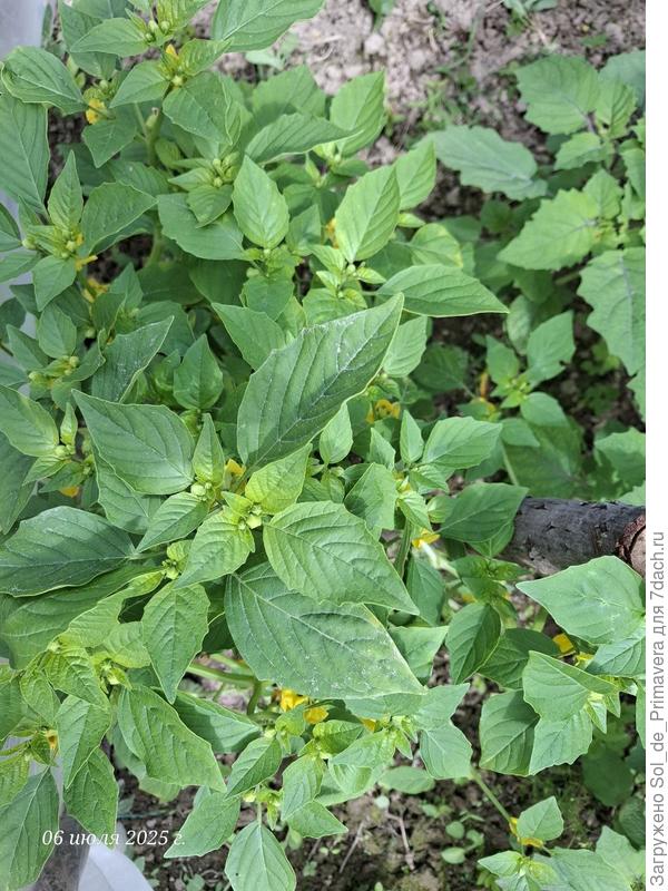 Этот куст невысокий, цветов много, но завязей нет.