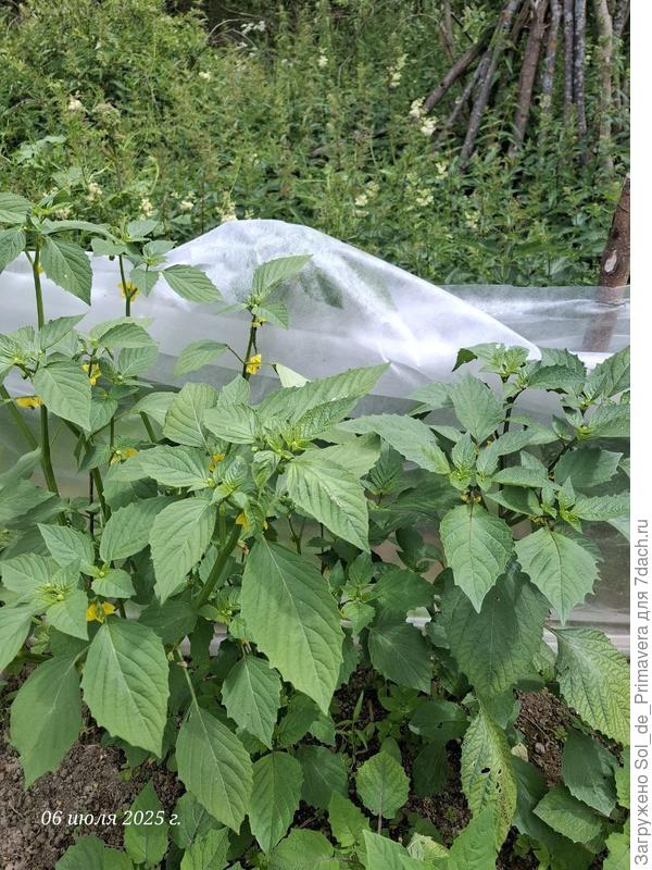 Тот же сорт, но высокий, на толстой ножке.