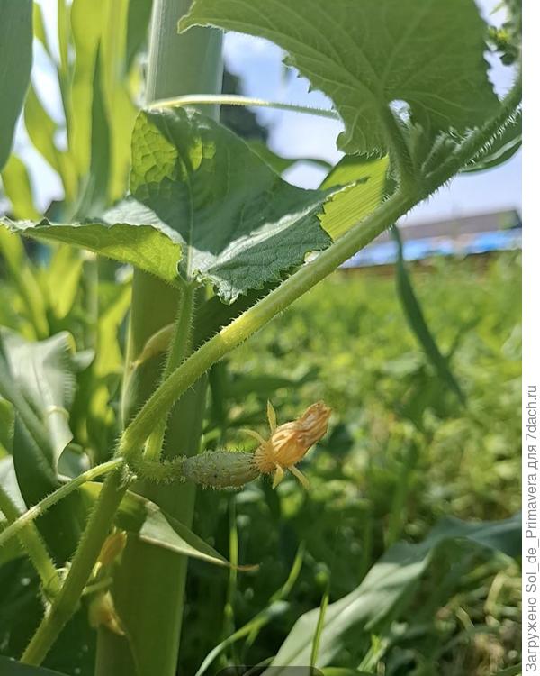 Этот огурец, тоже кустовой, вьётся по кукурузе.