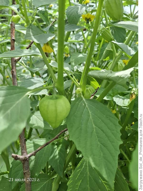 Физалис Черная Изабелла