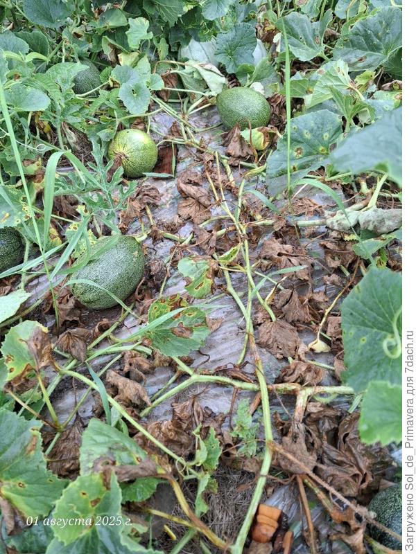 Листва сохнет