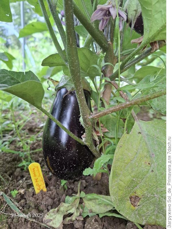 Черный русский