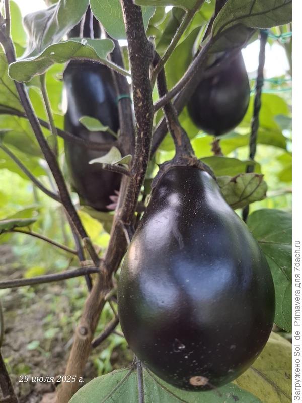 Северная долина