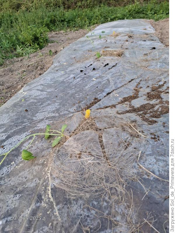 Посадила без укрытия.