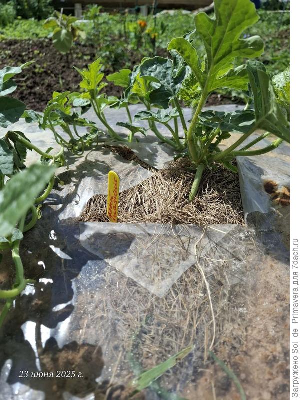 Пережили холодный июнь. Стараются, растут.