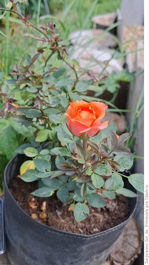 Роза из пятёрки. Два года жила в квартире, впервые выехала на свежий воздух.