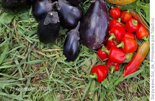 Второй урожай от 15.09. Длинные перчинки - Баккатум