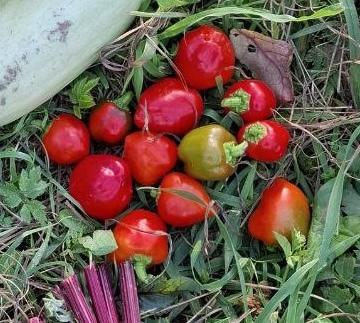 Трюфелёк. Первый урожай от 1 сентября