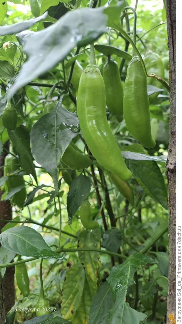 Баккатум КАП