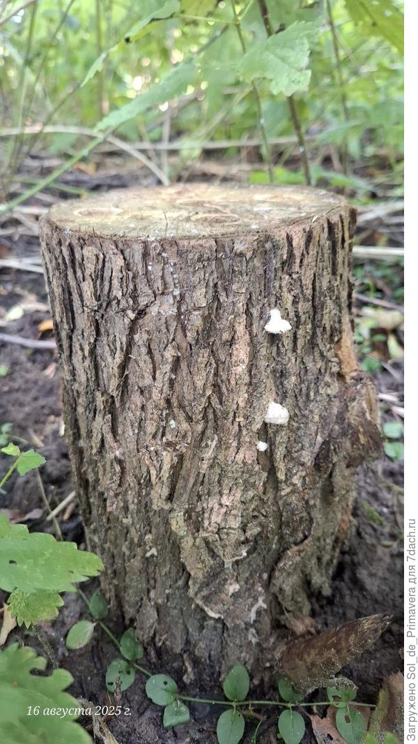 Видно, что на пеньке какой-то гриб, не вешенка, растёт.