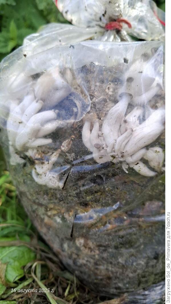 Почему-то грибы не смогли выбраться наружу.