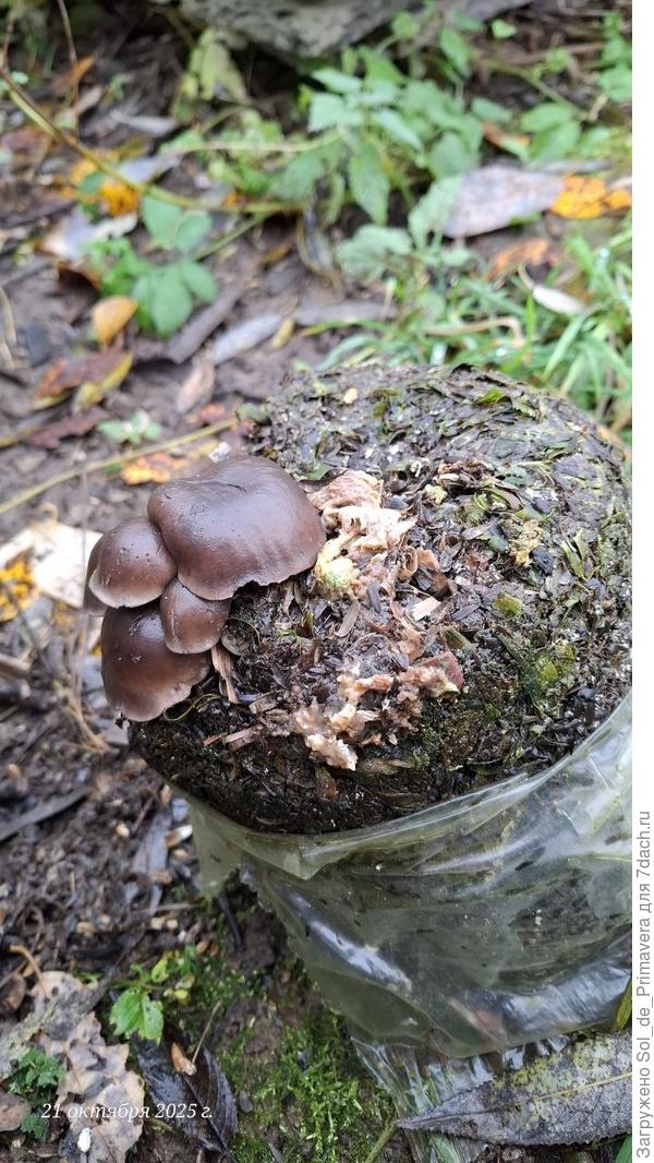 В октябре ещё что-то выросло. Может вешенки, может и нет. Тоже слизни съели.