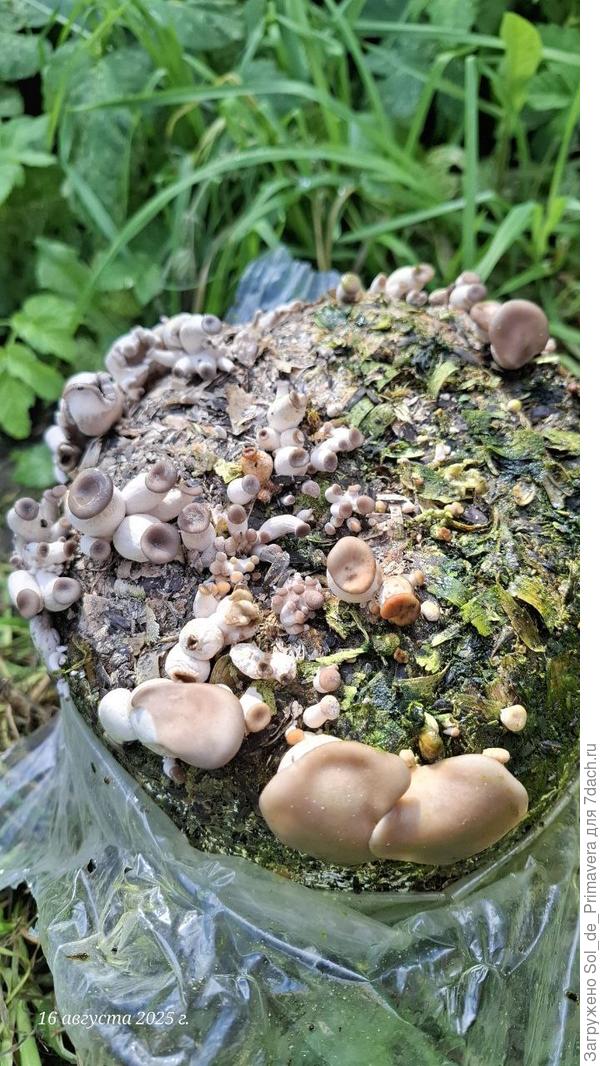 Вот такой пенёк получился.