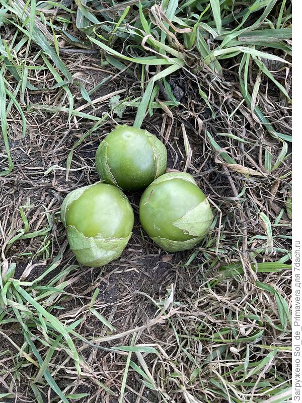 Ягоды физалиса Черная Изабелла