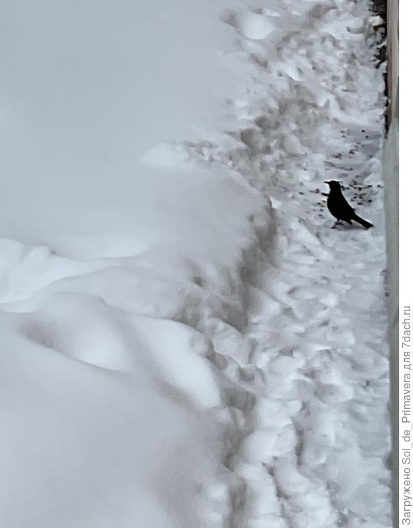 Черный дрозд на зимовке