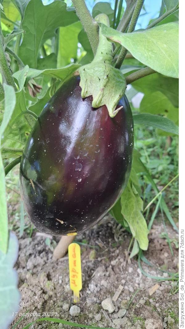 Сорт Мурмаш